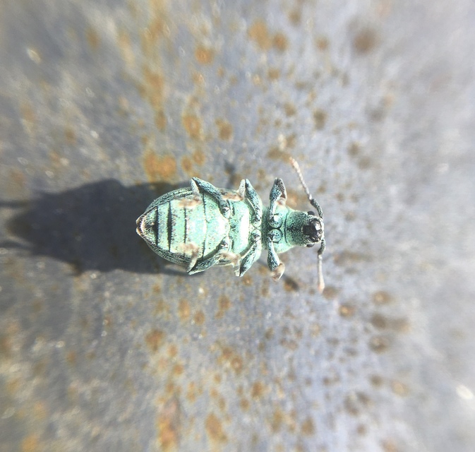 Phyllobius thalassinus - tömpeorrú levélormányos