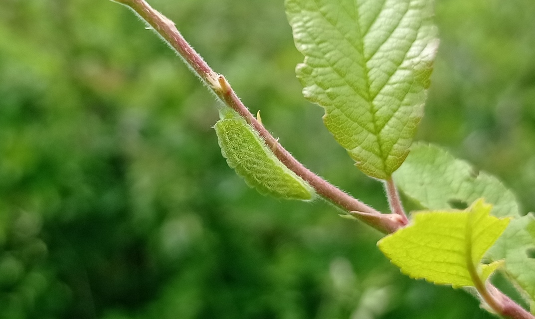 Thecla betulae - nyírfalepke