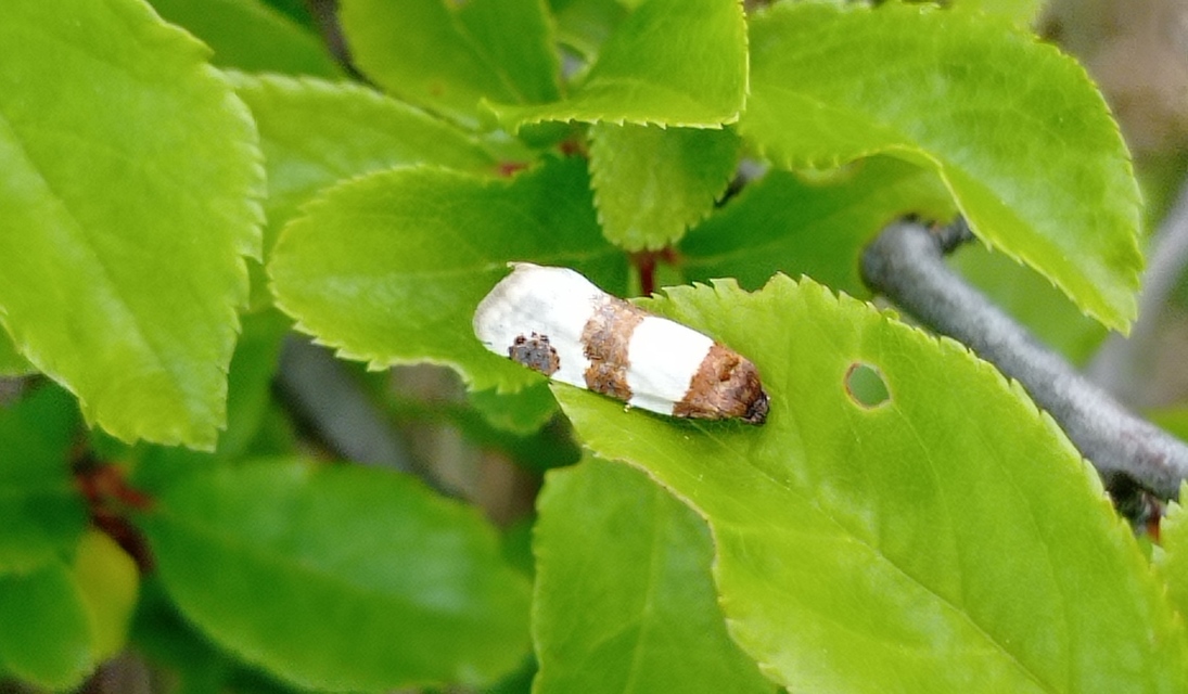 Periclepsis cinctana - galériás sodrómoly