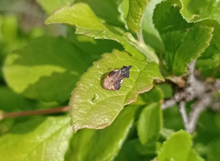 Phymata crassipes - fogólábú poloska