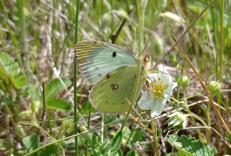 Colias alfacariensis - déli kéneslepke