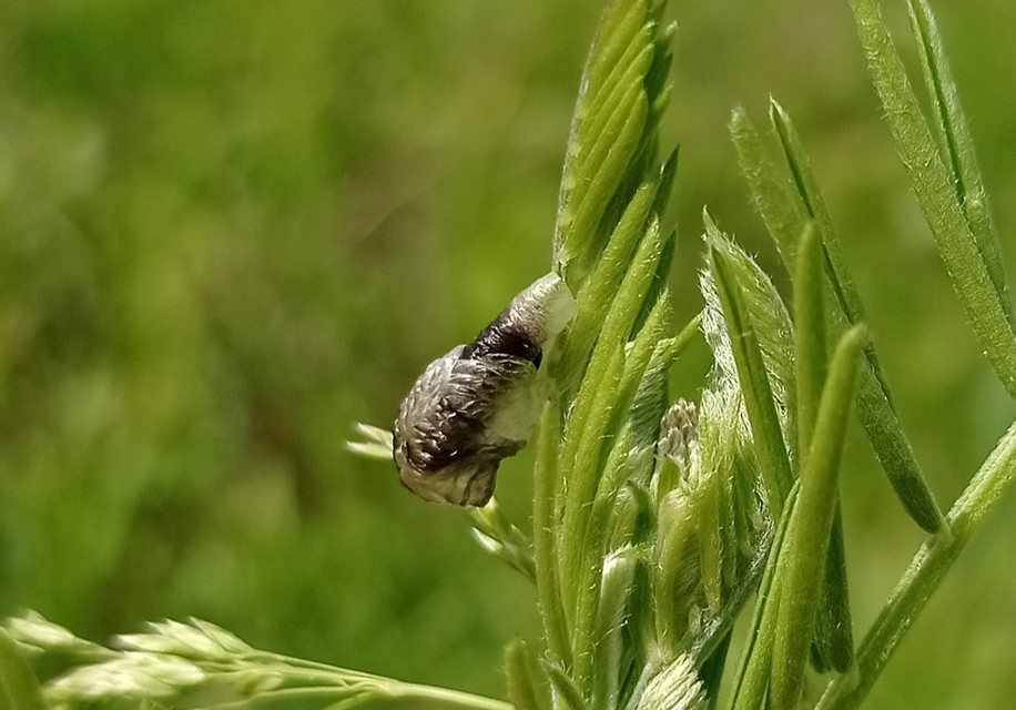 Coleophora cracella - bükkönyaknázó zsákosmoly