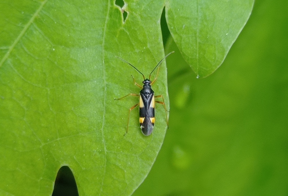 Dryophilocoris flavoquadrimaculatus - sárgafoltos mezeipoloska