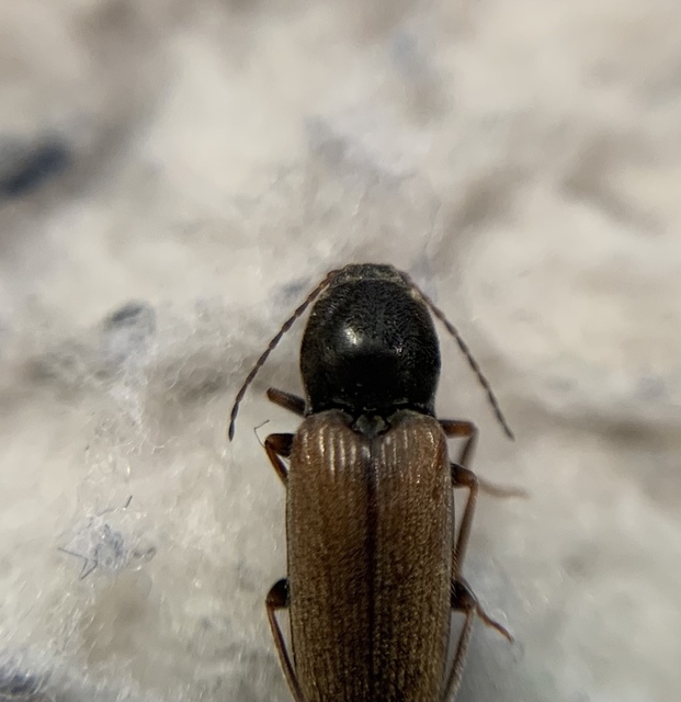 Dicronychus testaceus