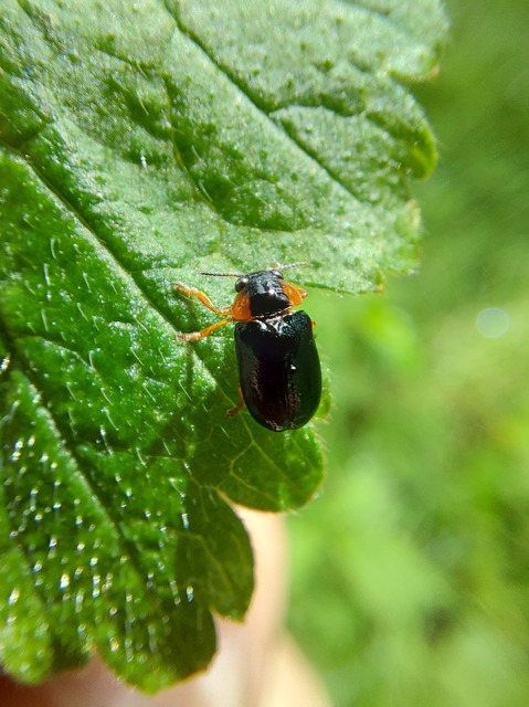 Smaragdina aurita - feketehátú zsáklevelész