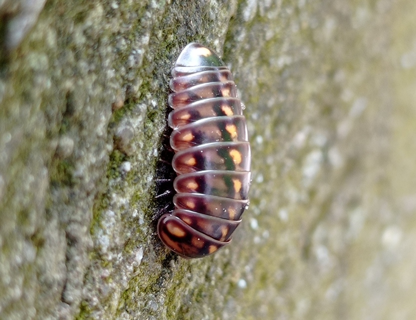 Glomeridae