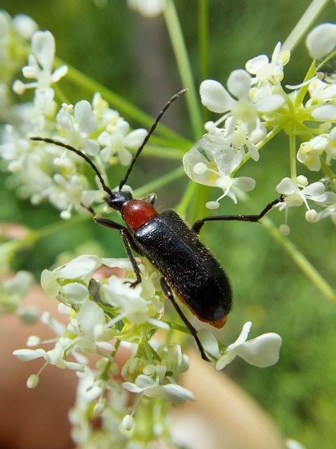 Dinoptera collaris - vörösnyakú virágcincér