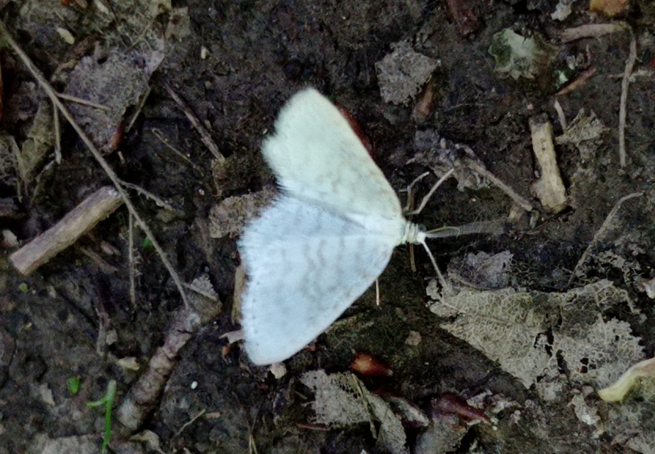 Asthena albulata - gyertyán-fehéraraszoló