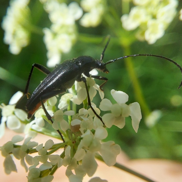 Stenurella nigra - fekete karcsúcincér
