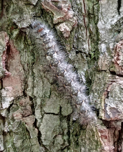 Poecilocampa populi - nyárfaszövő