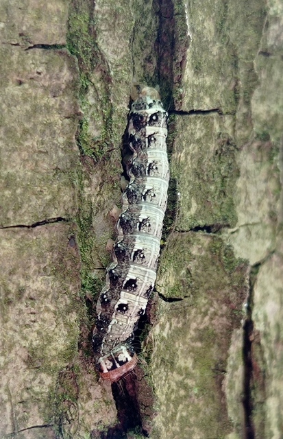 Dichonia convergens - őszi tölgybagoly