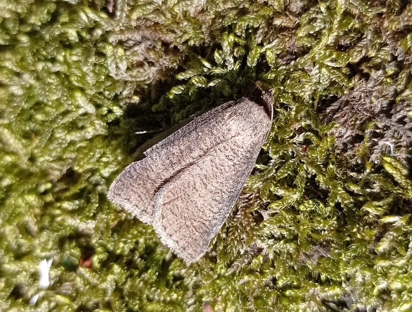 Lygephila procax - fekete csüdfűbagoly