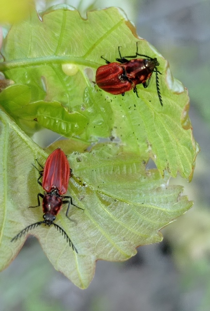 Anostirus purpureus - tűzvörös pattanó