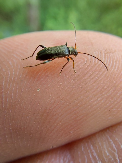 Grammoptera ruficornis - gyűrűscsápú galagonyacincér Grammoptera ruficornis - gyűrűscsápú galagonyacincér