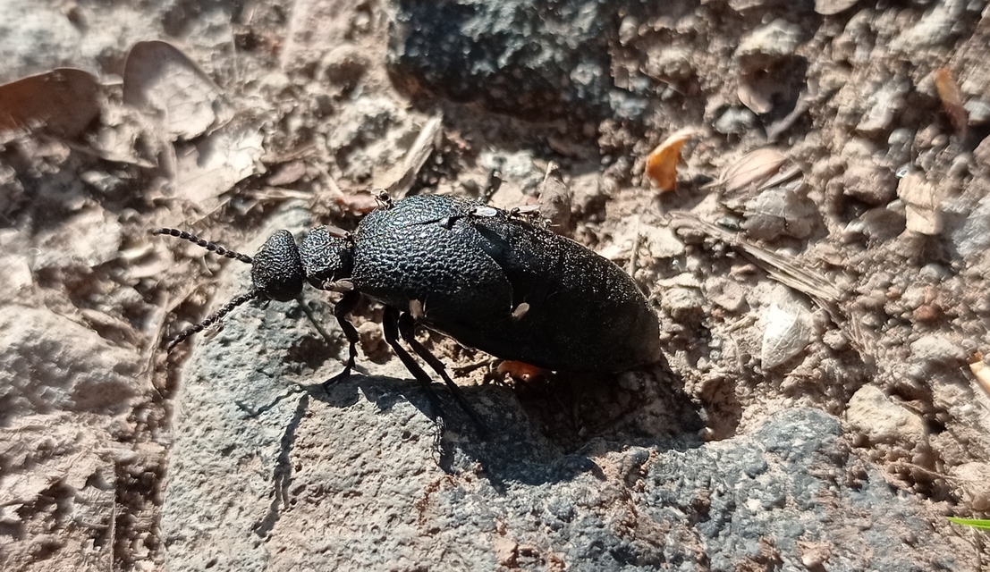 Meloe cicatricosus - óriásnünüke