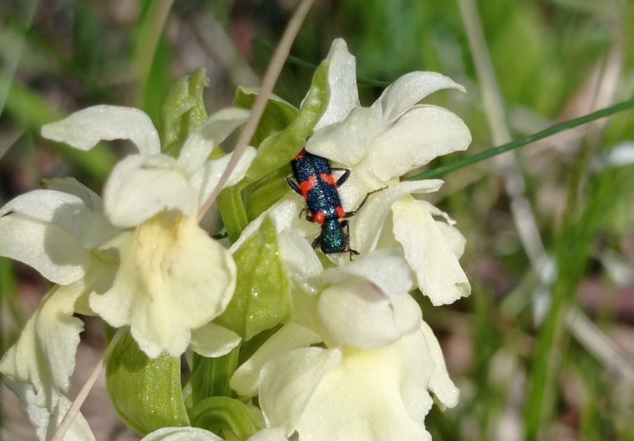 Trichodes favarius - hatfoltos méhészbogár