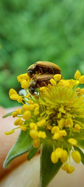 Byturus ochraceus - gyömbérgyökérbogár