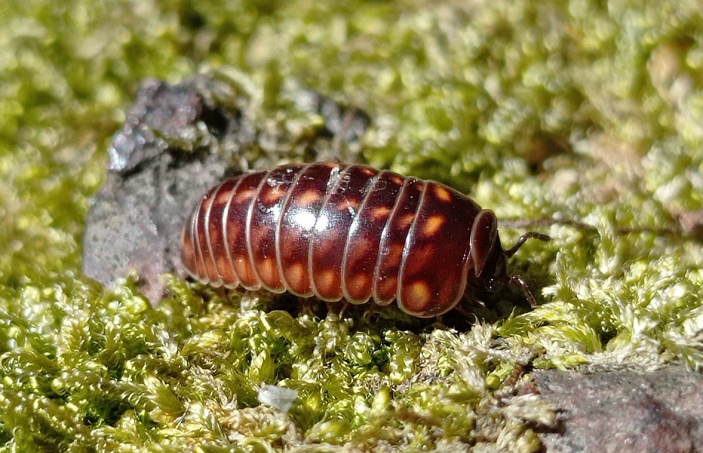 Glomeridae