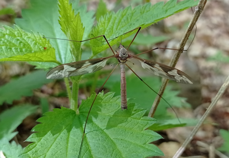 Tipula maxima - Óriáslószúnyog