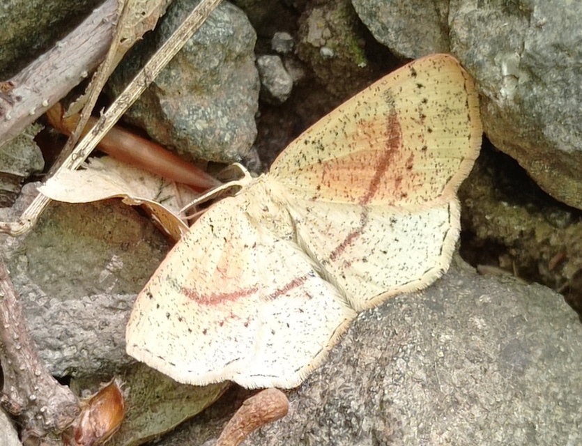 Cyclophora punctaria - sávos pettyesaraszoló