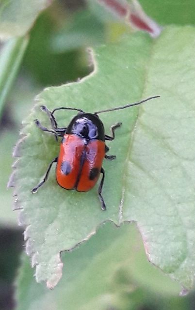 Cryptocephalus bipunctatus - kétpettyes zömökbogár