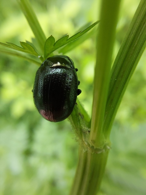 Chrysolina oricalcia - bronzos levélbogár