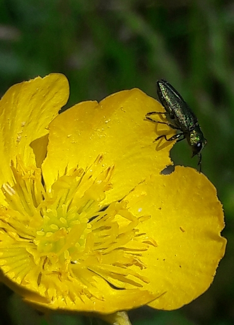 Anthaxia nitidula - ragyogó virágdíszbogár