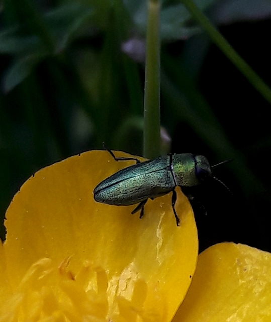 Anthaxia nitidula - ragyogó virágdíszbogár