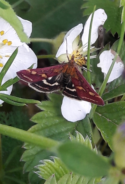 Pyrausta purpuralis - közönséges bíbormoly