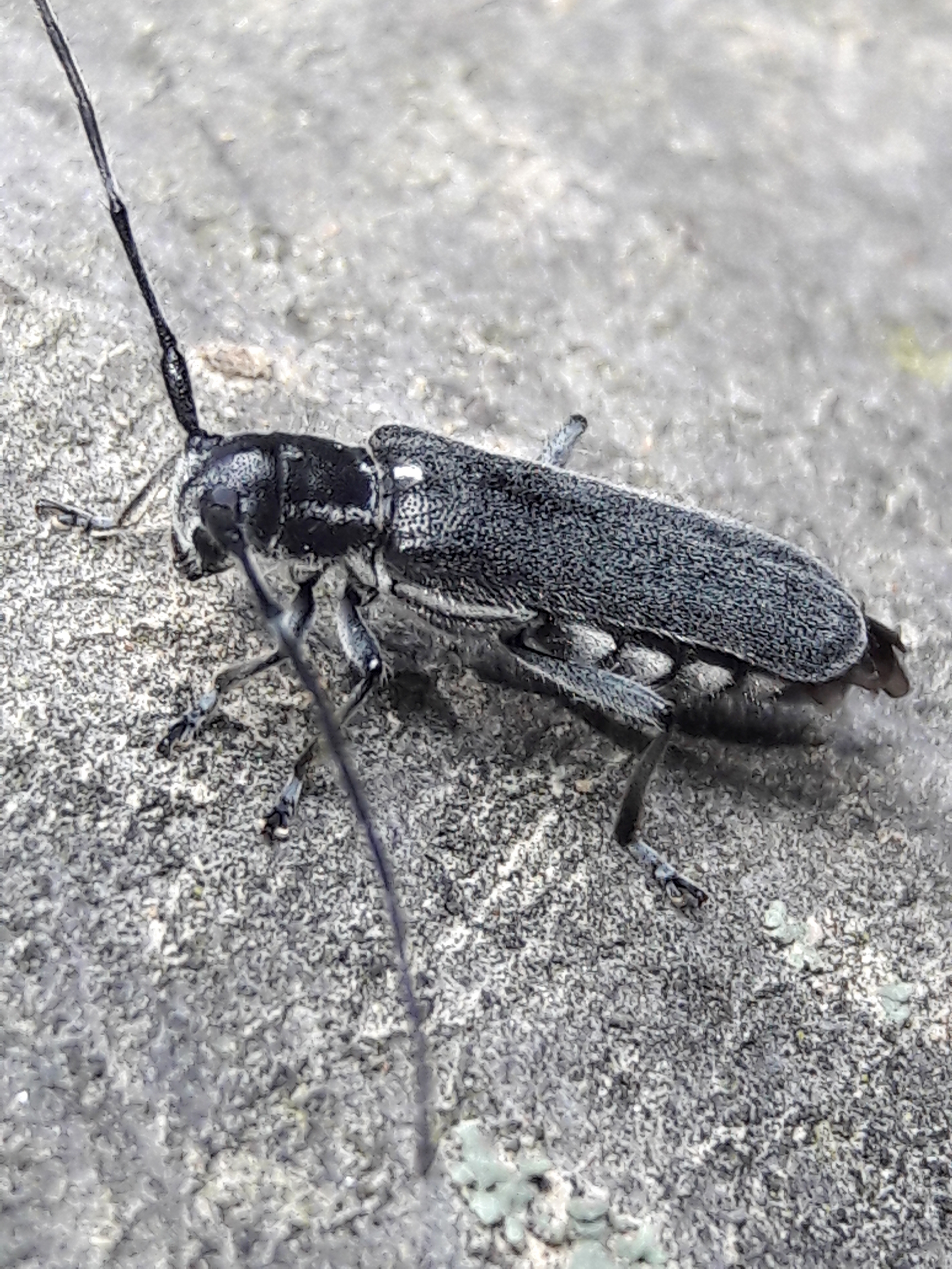 Stenostola ferrea - ólomszürke hársfacincér