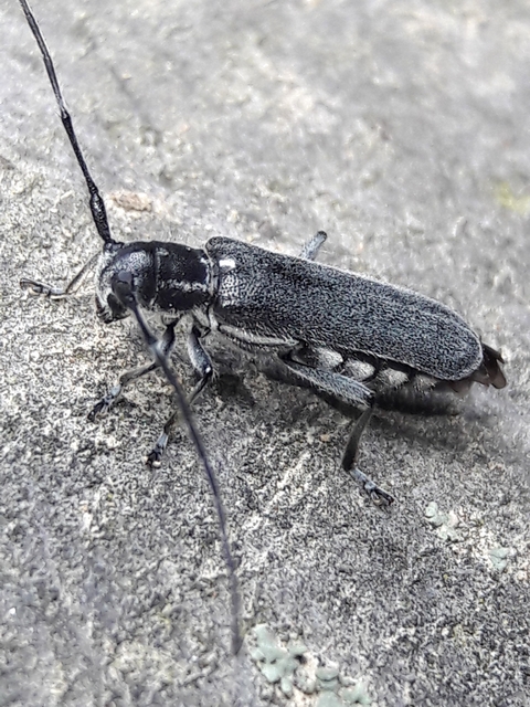 Stenostola ferrea - ólomszürke hársfacincér