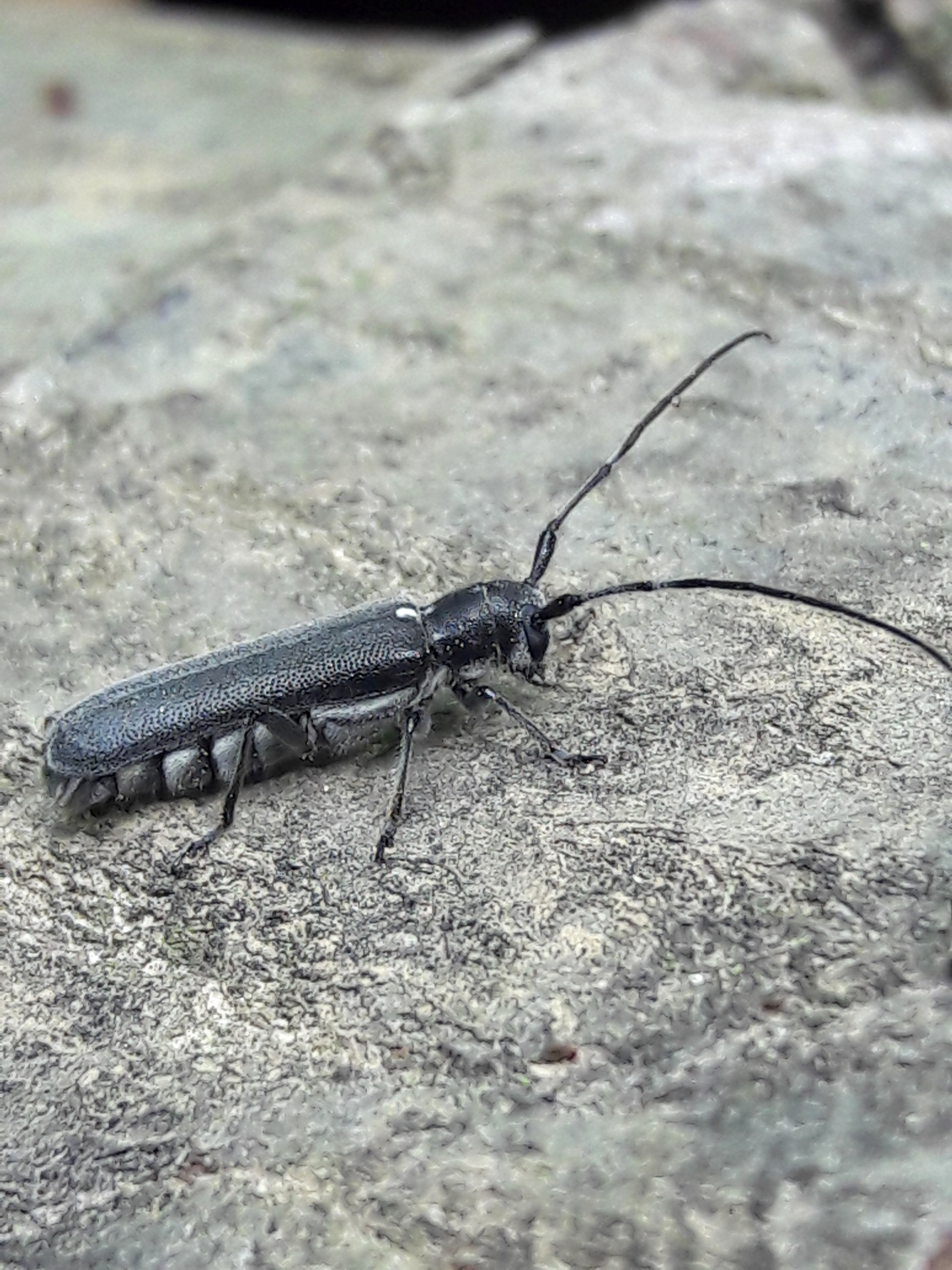 Stenostola ferrea - ólomszürke hársfacincér