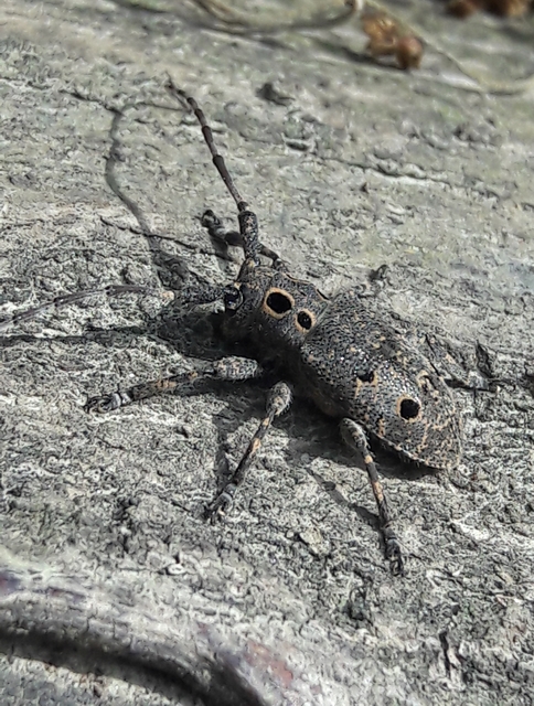 Mesosa curculionoides - szemfoltos cincér