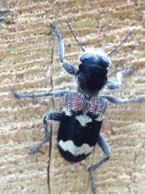 Clerus mutillarius - feketenyakú szúfarkas