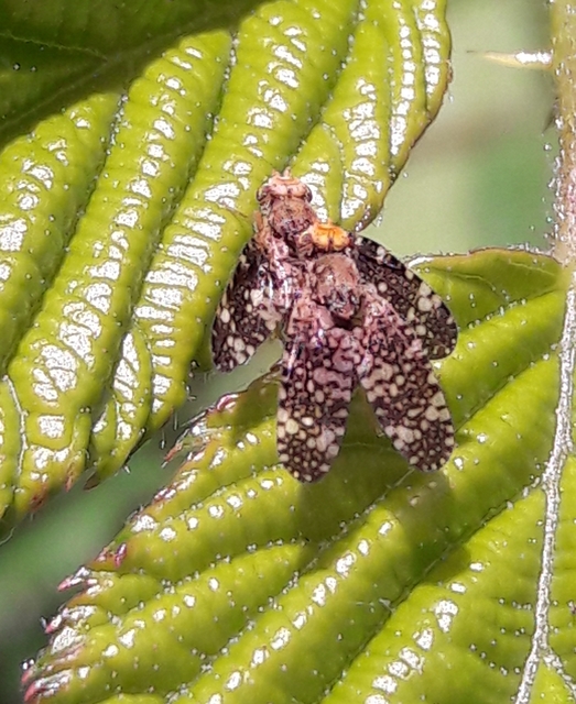 Tephritidae - fúrólégyfélék