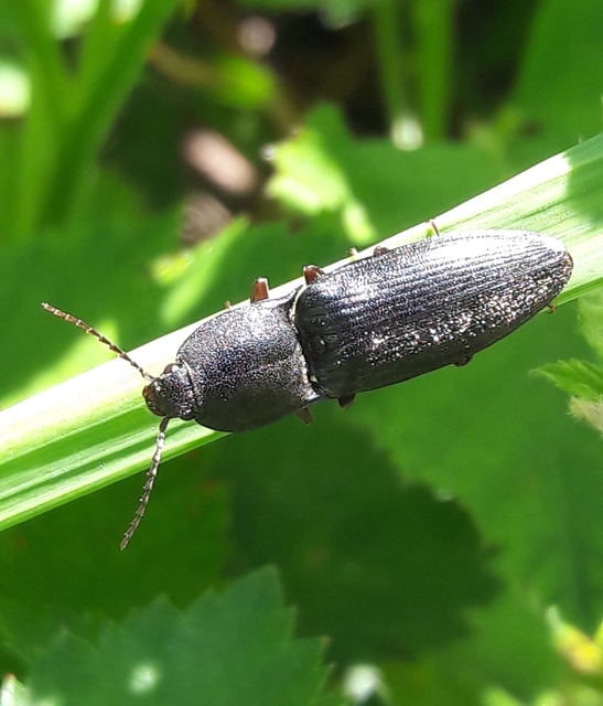 Neopristilophus insitivus - lapos pattanó