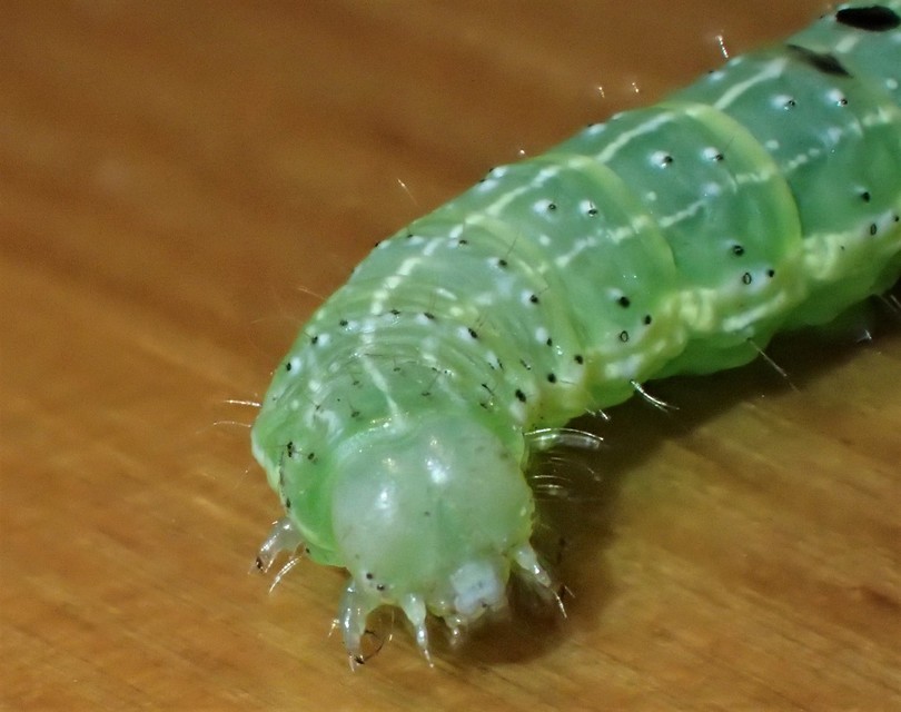 Cosmia trapezina - közönséges lombbagoly