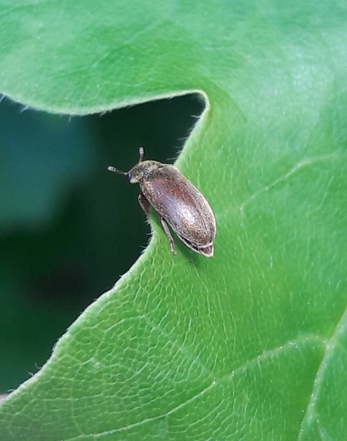 Byturus tomentosus
