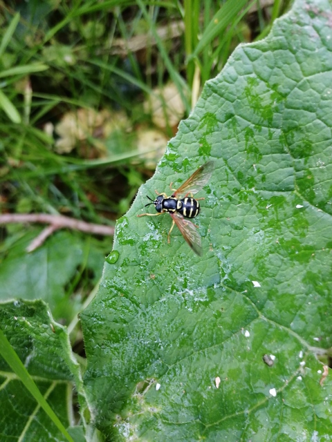Chrysotoxum