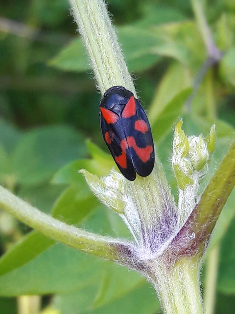 Cercopis vulnerata