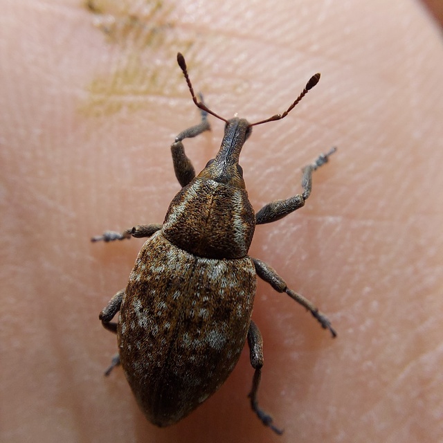 Lepyrus capucinus - pettyes fűzormányos