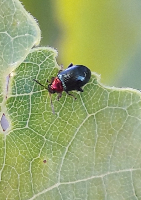 Crepidodera aurata - ékes fűz-földibolha