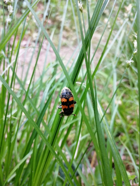 Nicrophorus vespillo - közönséges temetőbogár