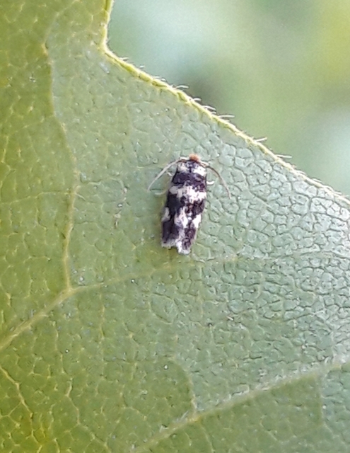 Nepticulidae - törpemolyfélék
