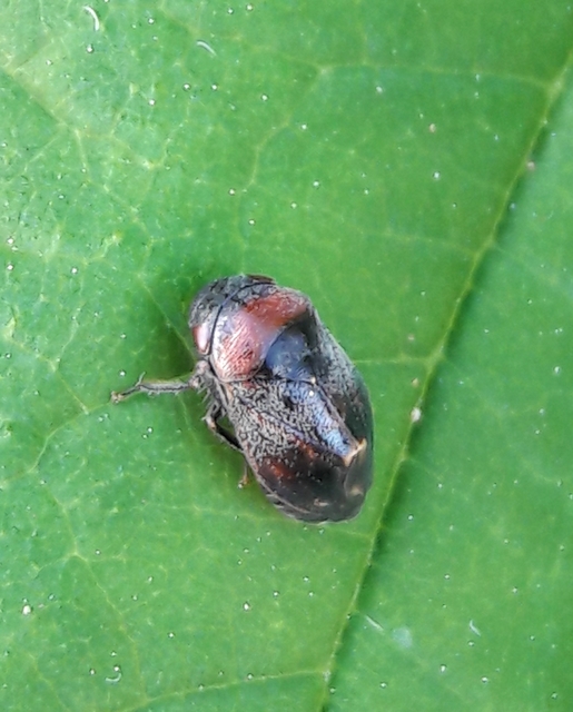 Penthimia nigra - fekete kabóca Penthimia nigra - fekete kabóca