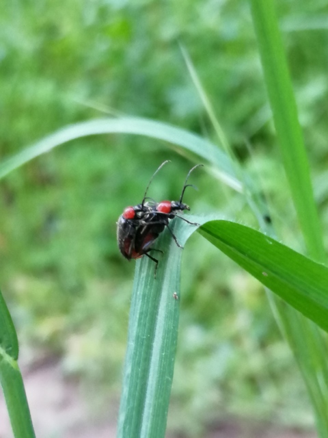 Dinoptera collaris - vörösnyakú virágcincér