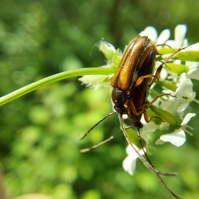 Alosterna tabacicolor - barna juharcincér