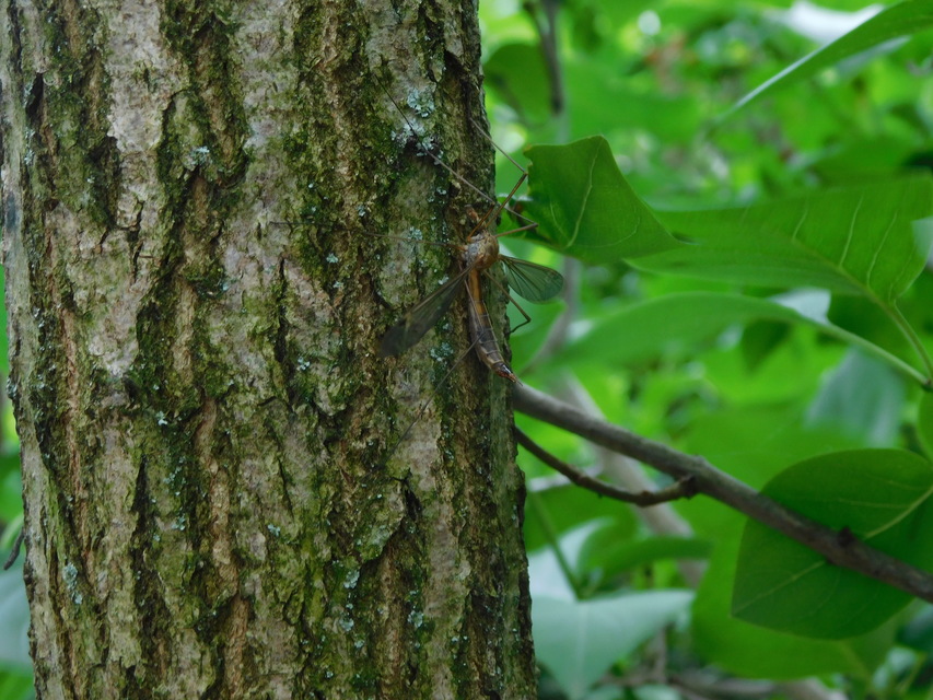 Tipula