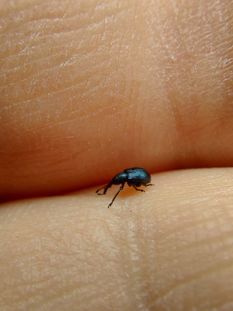 Neocoenorrhinus
