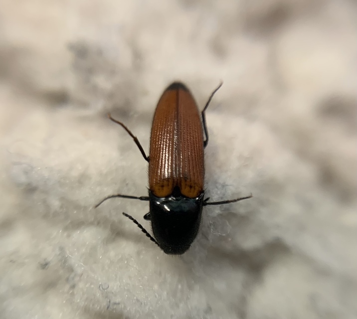 Ampedus glycereus - hosszúkás pattanó
